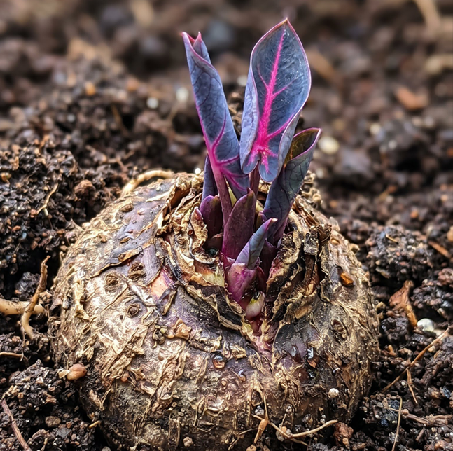 ๐ Giant Caladium Bulbs ๐The color wizard that creates a dream garden ๐ฟโจ