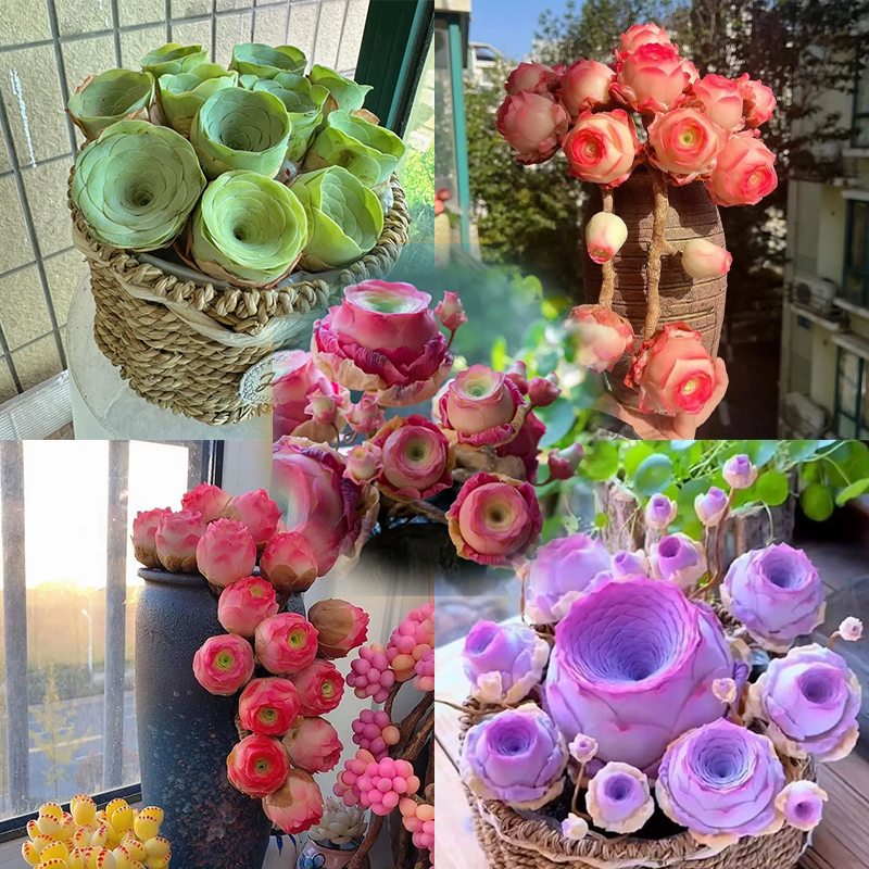 🌱🌹Mountain Rose Seeds - Everlasting Romance & Low-Maintenance Greenery🌺✨