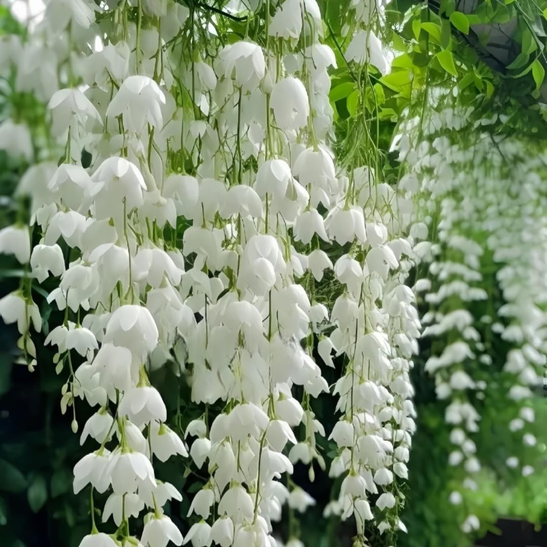 Weeping Jasmine Seeds | Fragrant Trailing White Climbing Vine