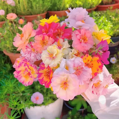 💫🌸Moss Rose🌿Perennial Flower Seeds With Plant Growth Supplement