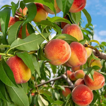 🍑Premium Sweet Juicy Peach Tree Growing Kit