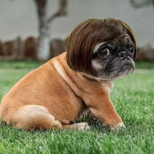 Funny Pet Wig Hair Accessories for Dogs & Cats