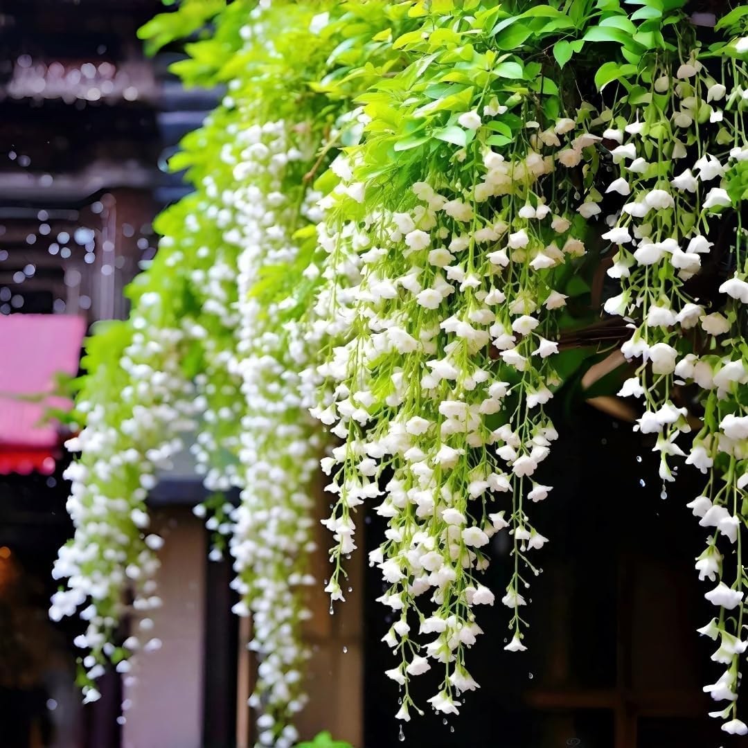 Weeping Jasmine Seeds | Fragrant Trailing White Climbing Vine