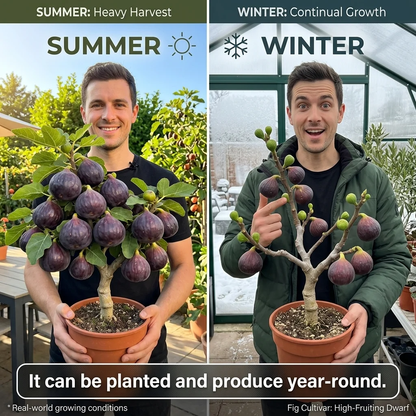 🌳🌳 High-Yield Dwarf Fig Tree – Fast-Growing, Sweet & Crisp Fruit, Perfect for Pots, Balconies & Farms