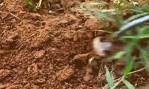 The “Root Resurrection Effect” — Why Your Weeding Tools Are Secretly Designed to Fail