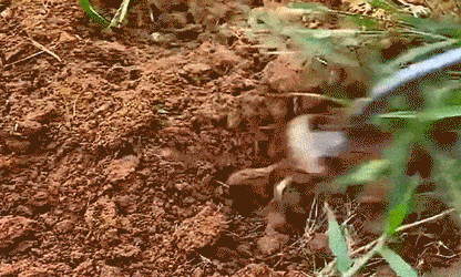 The “Root Resurrection Effect” — Why Your Weeding Tools Are Secretly Designed to Fail