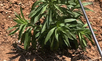 The “Root Resurrection Effect” — Why Your Weeding Tools Are Secretly Designed to Fail