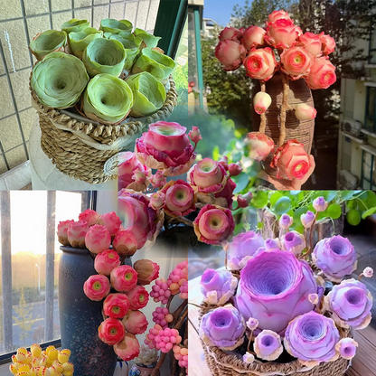 🌱🌹Mountain Rose Seeds - Everlasting Romance & Low-Maintenance Greenery🌺✨