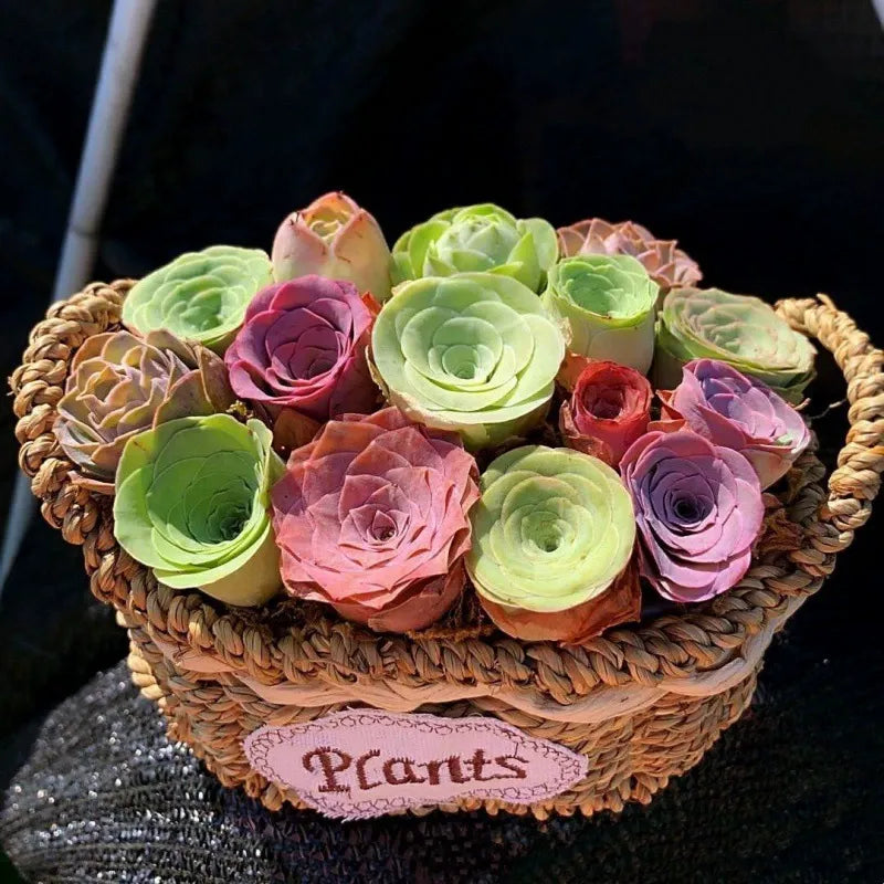 🌱🌹Mountain Rose Seeds - Everlasting Romance & Low-Maintenance Greenery🌺✨