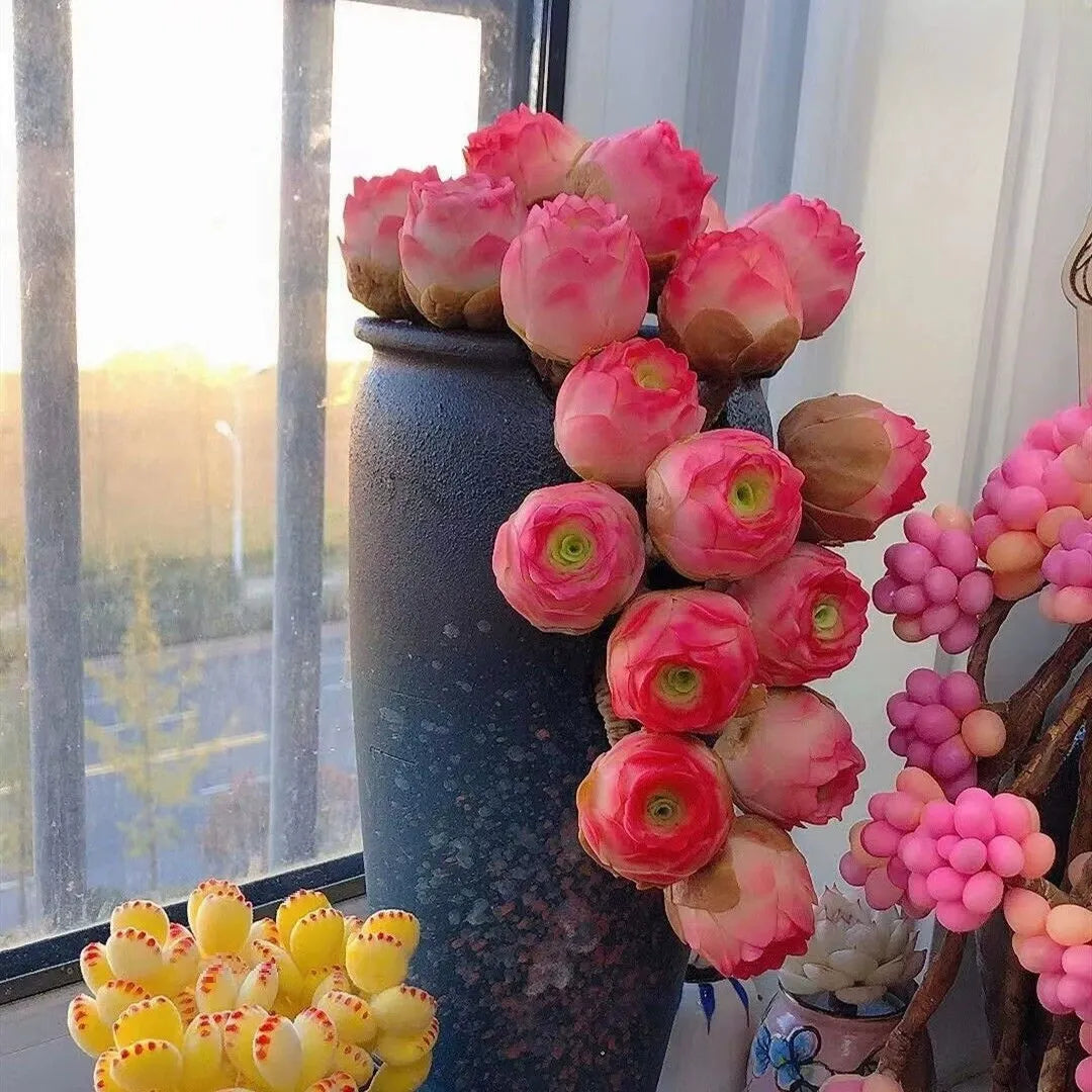 🌱🌹Mountain Rose Seeds - Everlasting Romance & Low-Maintenance Greenery🌺✨