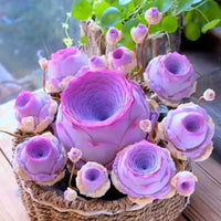Violet Rose Cluster