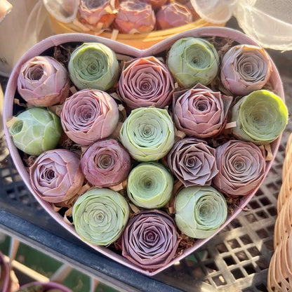 🌱🌹Mountain Rose Seeds - Everlasting Romance & Low-Maintenance Greenery🌺✨