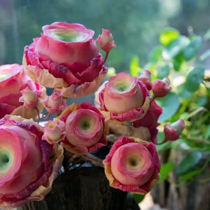 🌱🌹Mountain Rose Seeds - Everlasting Romance & Low-Maintenance Greenery🌺✨