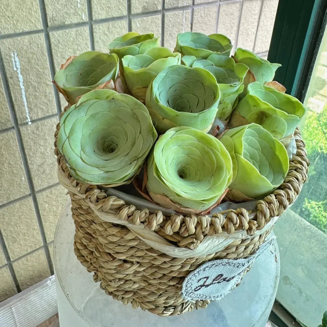 🌱🌹Mountain Rose Seeds - Everlasting Romance & Low-Maintenance Greenery🌺✨