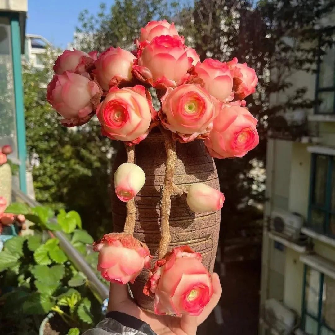 🌱🌹Mountain Rose Seeds - Everlasting Romance & Low-Maintenance Greenery🌺✨
