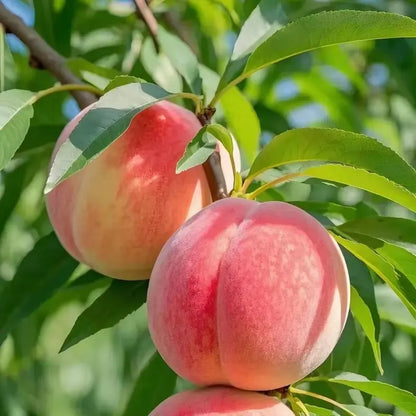 🍑Premium Sweet Juicy Peach Tree Growing Kit