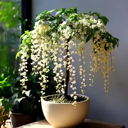 Weeping Jasmine Seeds | Fragrant Trailing White Climbing Vine