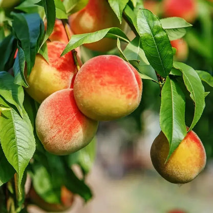 🍑Premium Sweet Juicy Peach Tree Growing Kit