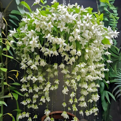 Weeping Jasmine Seeds | Fragrant Trailing White Climbing Vine