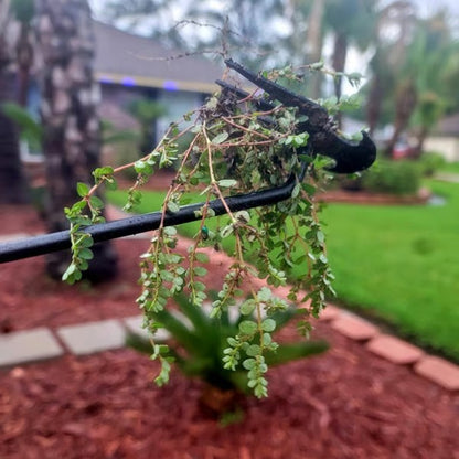 The “Root Resurrection Effect” — Why Your Weeding Tools Are Secretly Designed to Fail